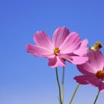 cosmos, flower, wildflower-6680031.jpg
